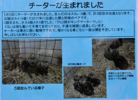 多摩動物公園 チーター ｜ 2月25・28日_e0319302_15191844.jpg