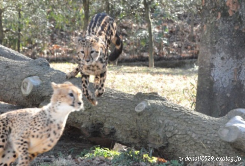 多摩動物公園 チーター ｜ 2月25・28日_e0319302_15284874.jpg