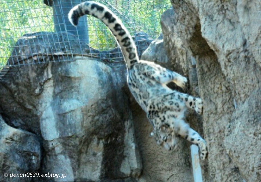 多摩動物公園 チーター ｜ 2月25・28日_e0319302_1705978.jpg