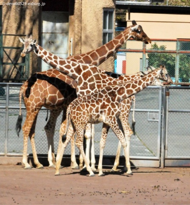 多摩動物公園 チーター ｜ 2月25・28日_e0319302_1722571.jpg