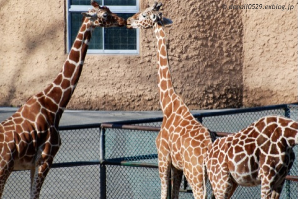 多摩動物公園 チーター ｜ 2月25・28日_e0319302_1725969.jpg