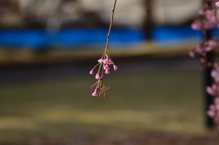 丸岡城の桜_a0223112_2123898.jpg