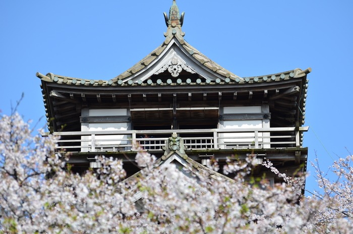 丸岡城の桜_a0223112_216818.jpg