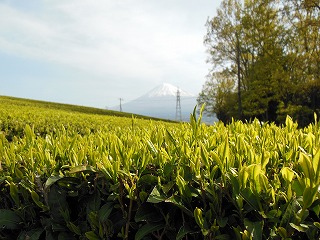 新茶の季節です☆_e0238112_17361741.jpg
