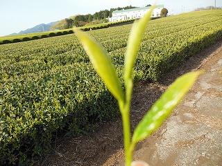 新茶の季節です☆_e0238112_17374717.jpg