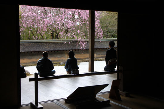 さくら満開19　龍安寺_e0048413_13354831.jpg