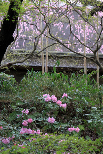 さくら満開19　龍安寺_e0048413_1336197.jpg