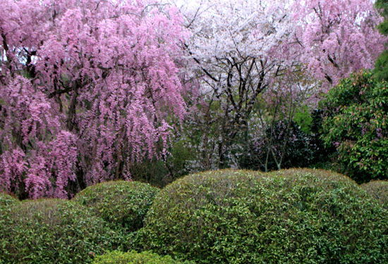 さくら満開19　龍安寺_e0048413_1336342.jpg