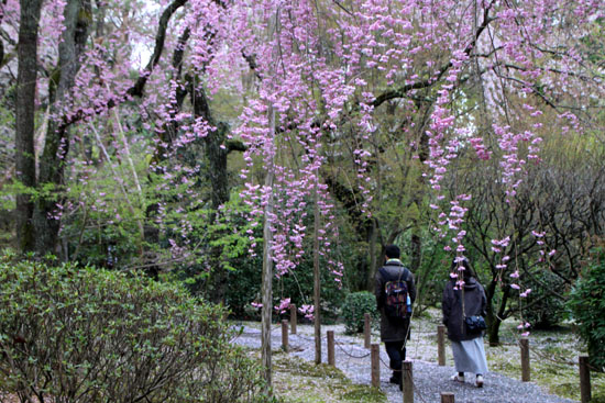 さくら満開19　龍安寺_e0048413_13364866.jpg