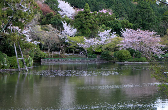 さくら満開19　龍安寺_e0048413_133729.jpg