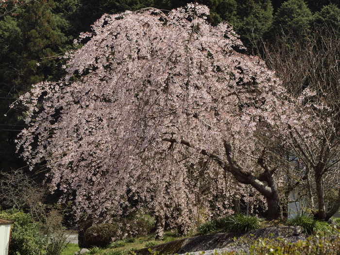 最廣寺のしだれ桜_c0116915_0135258.jpg