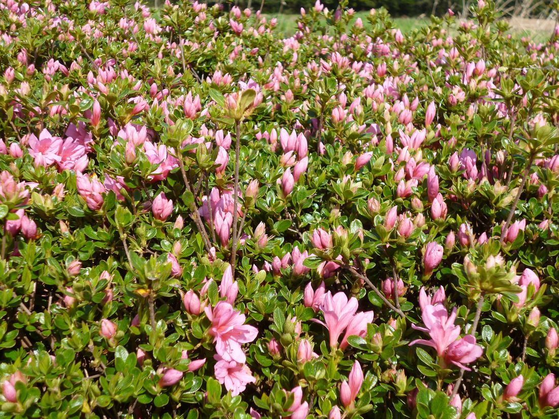 c0280416_28736.jpg