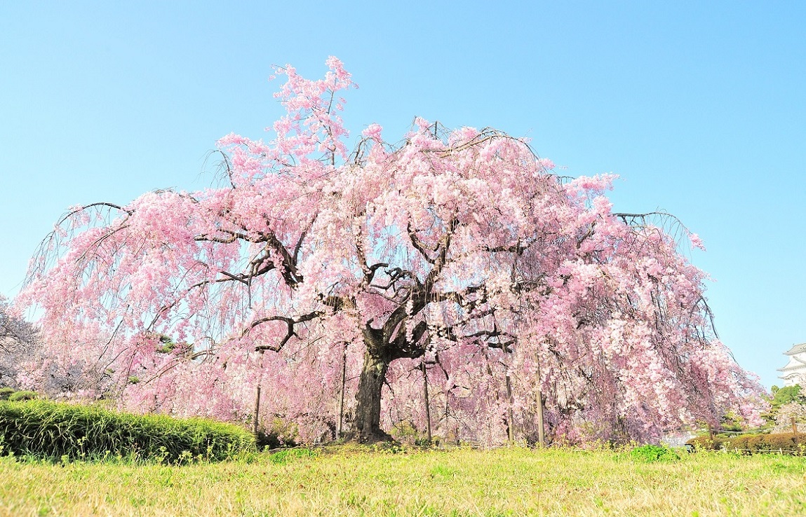 桜撮影2013・姫路城_b0269618_17533819.jpg