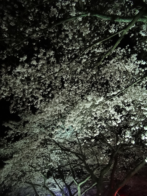 三人で夜桜。。_a0288621_8165265.jpg