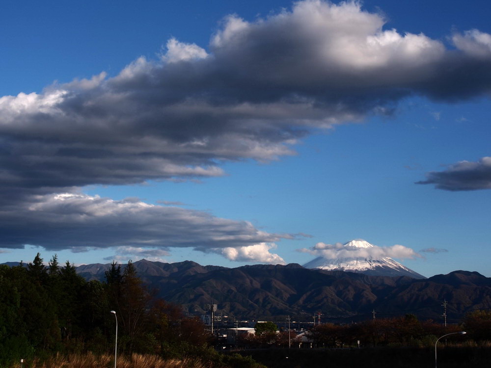 20130407　爆弾低気圧後の散歩道：ハラグロオオテントウムシなど_d0090322_1044262.jpg