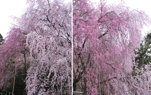 桜と雪柳の競演　　～龍安寺　（京都）～_c0235725_1284999.jpg