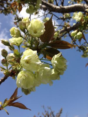 まだまだ桜!_e0103327_21291922.jpg