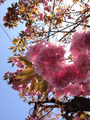 まだまだ桜!_e0103327_21291937.jpg