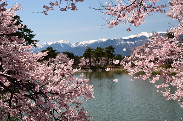 六道の堤の桜_b0236334_20463330.jpg