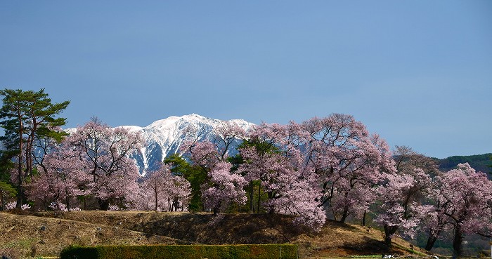 六道の堤の桜_b0236334_20471823.jpg