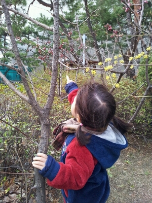 韓国の春の花_c0153134_1216197.jpg