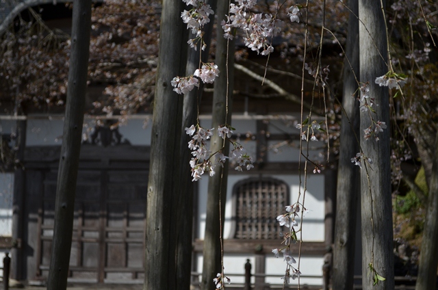 常照皇寺　Joshokoji Temple_a0290739_2381982.jpg