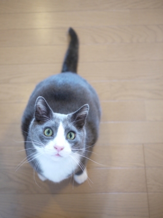 猫のお友だち カン太くん編。_a0143140_1064096.jpg