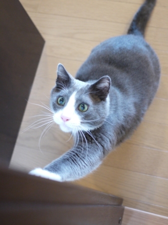 猫のお友だち カン太くん編。_a0143140_1065620.jpg