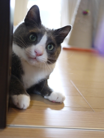 猫のお友だち カン太くん編。_a0143140_1073419.jpg