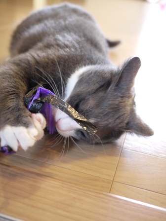 猫のお友だち カン太くん編。_a0143140_10756100.jpg