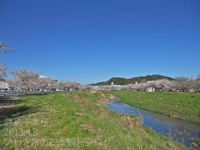 4月9日（火）　鹿島千本桜の様子_f0105342_16582310.jpg