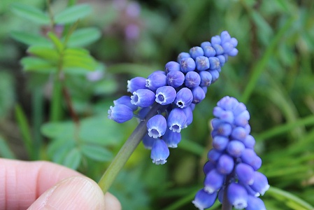 ムスカリの花♪_a0243143_17554499.jpg