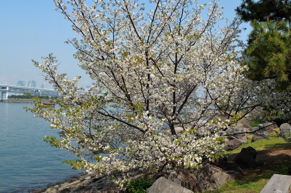 お台場の春景　P2_c0236843_2011127.jpg