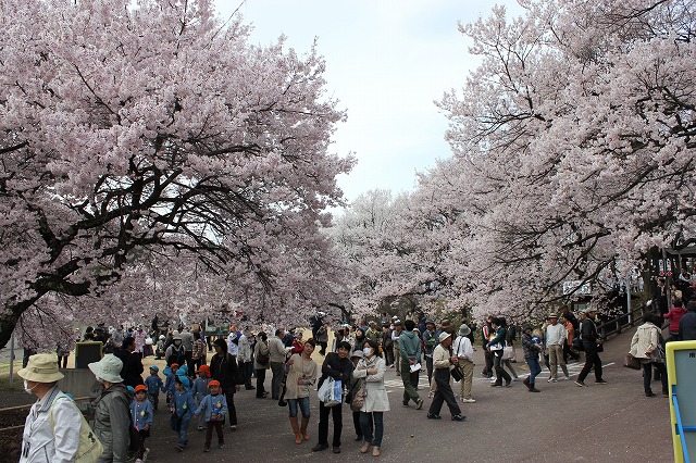 高遠の桜_e0023643_193620100.jpg