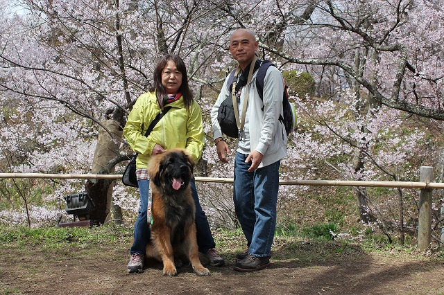 高遠の桜_e0023643_19385994.jpg