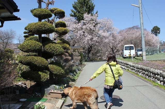 高遠城址公園の桜　その２_e0023643_19454570.jpg