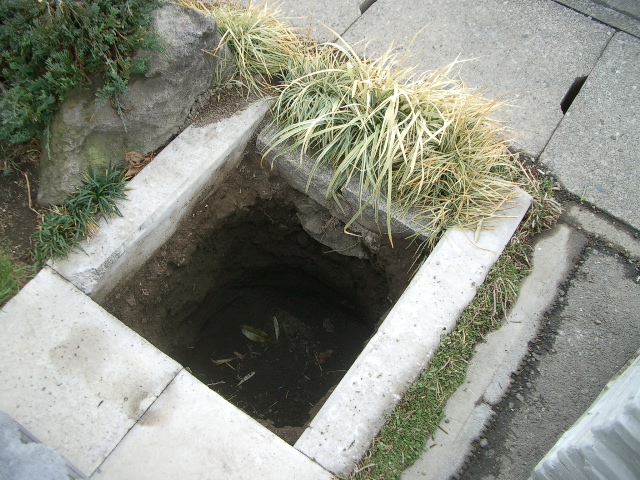 オリーブの地植え_a0155844_10474948.jpg