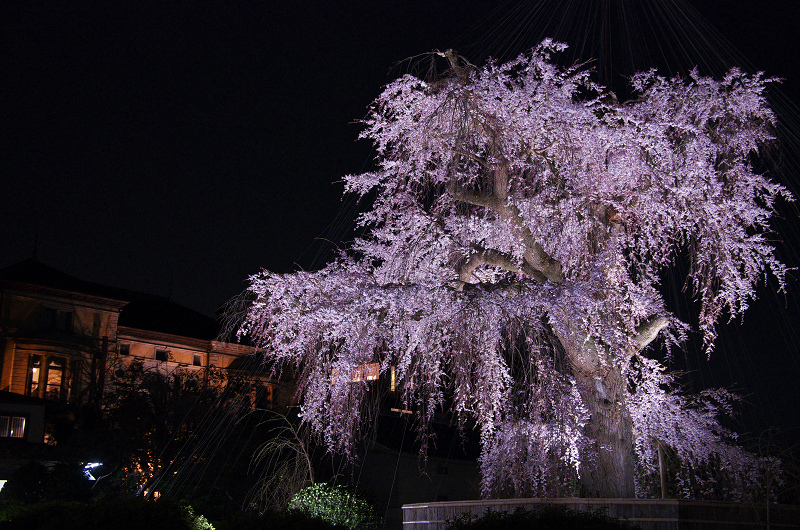 祇園白川・円山公園・夜桜_f0155048_042396.jpg