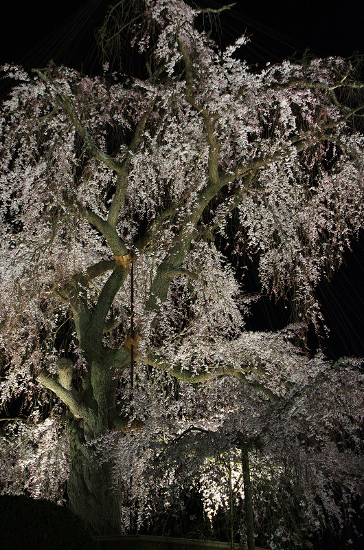 祇園白川・円山公園・夜桜_f0155048_0433432.jpg