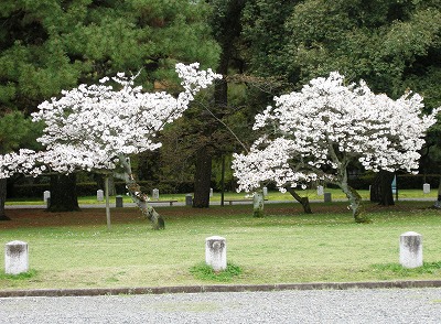 御所の桜_a0096255_12552479.jpg