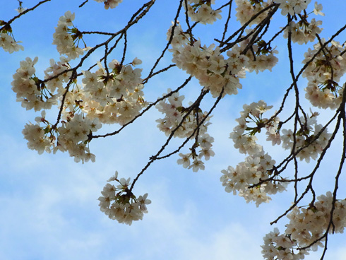 調布市　神代植物園_f0135155_20455633.jpg