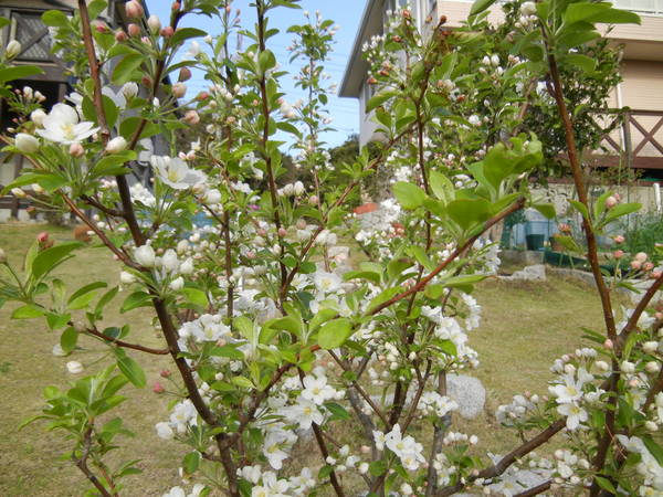 f0060461_21293482.jpg