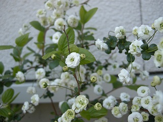 :: 今日も風が・・・ ::_e0204865_13194787.jpg