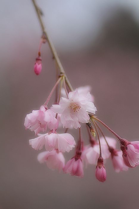 桜咲くNO2_d0142669_13193161.jpg