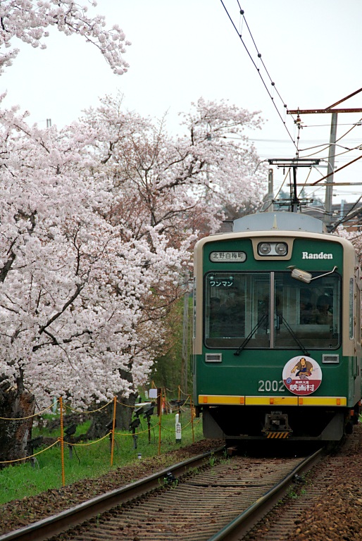 桜と嵐電　20130402_a0050572_18453864.jpg