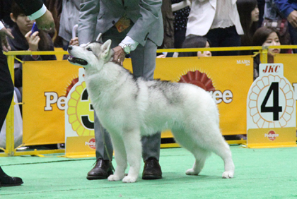 ♪ ユアン FCIジャパンインターナショナルドッグショー2013 ハスキー結果 ♪_c0161772_22555562.jpg