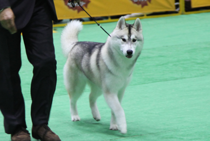 ♪ ユアン FCIジャパンインターナショナルドッグショー2013 ハスキー結果 ♪_c0161772_2257515.jpg