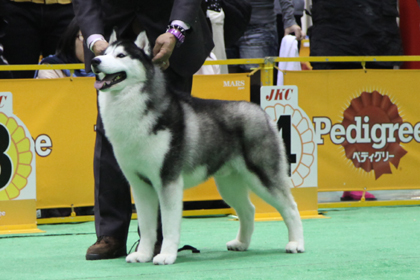 ♪ ユアン FCIジャパンインターナショナルドッグショー2013 ハスキー結果 ♪_c0161772_23104190.jpg