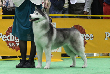 ♪ ユアン FCIジャパンインターナショナルドッグショー2013 ハスキー結果 ♪_c0161772_23125927.jpg