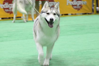 ♪ ユアン FCIジャパンインターナショナルドッグショー2013 ハスキー結果 ♪_c0161772_23161226.jpg